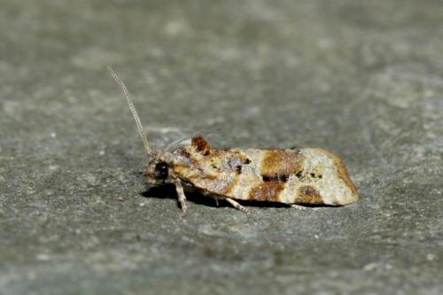 Réf. 190 614 : Argyrotaenia ljungiana